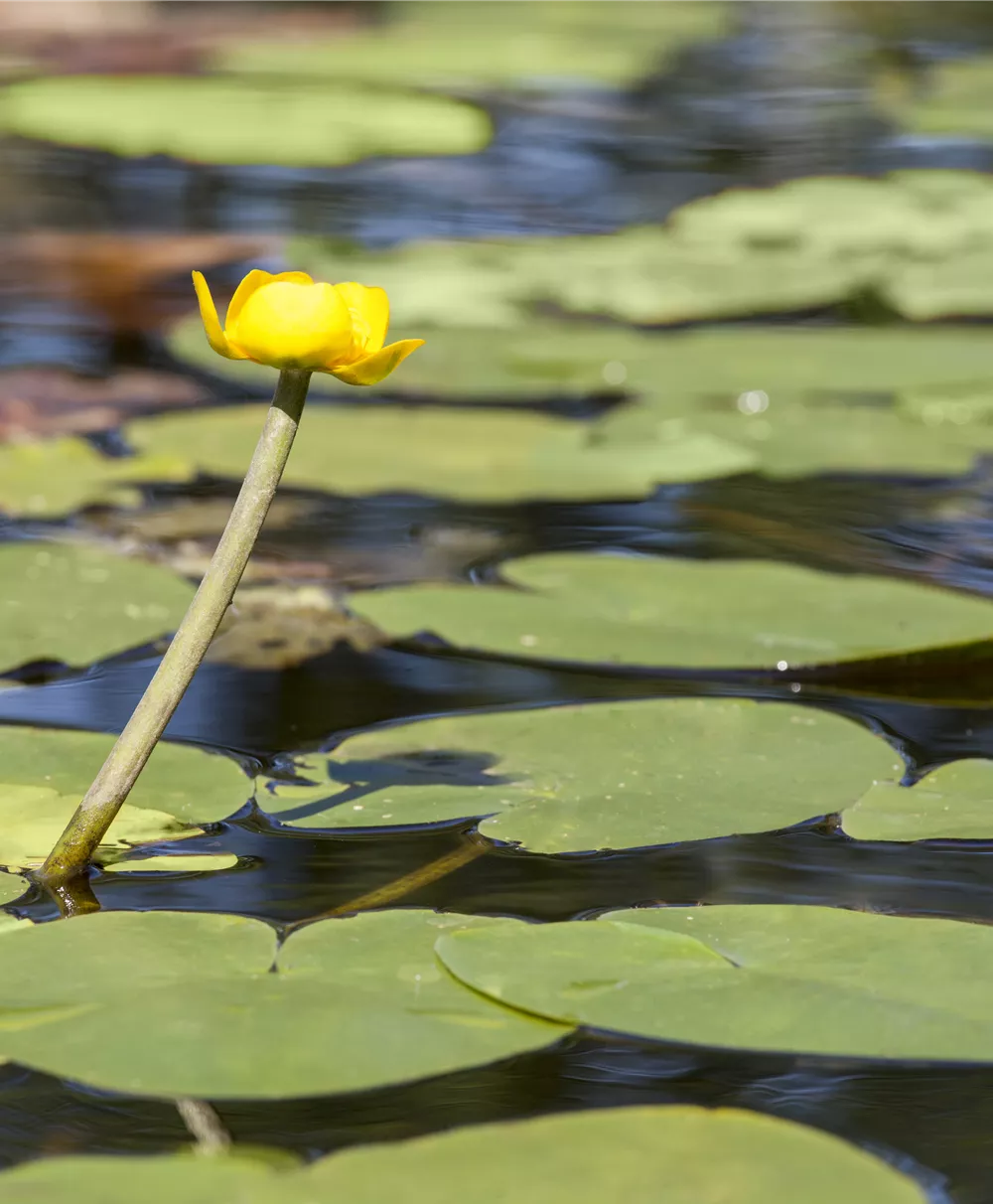 Große Teichrose