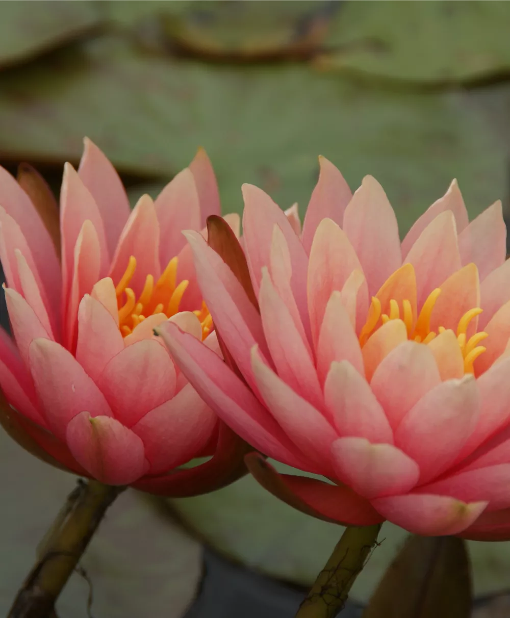 Garten-Seerose 'Aurora'