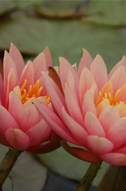 Garten-Seerose 'Aurora'