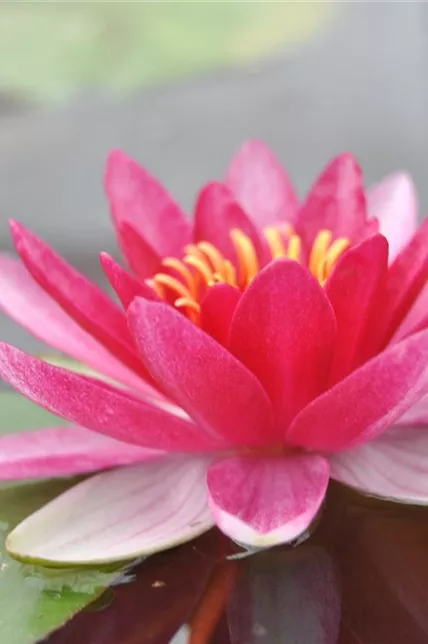 Garten-Seerose 'Burgundy Princess'