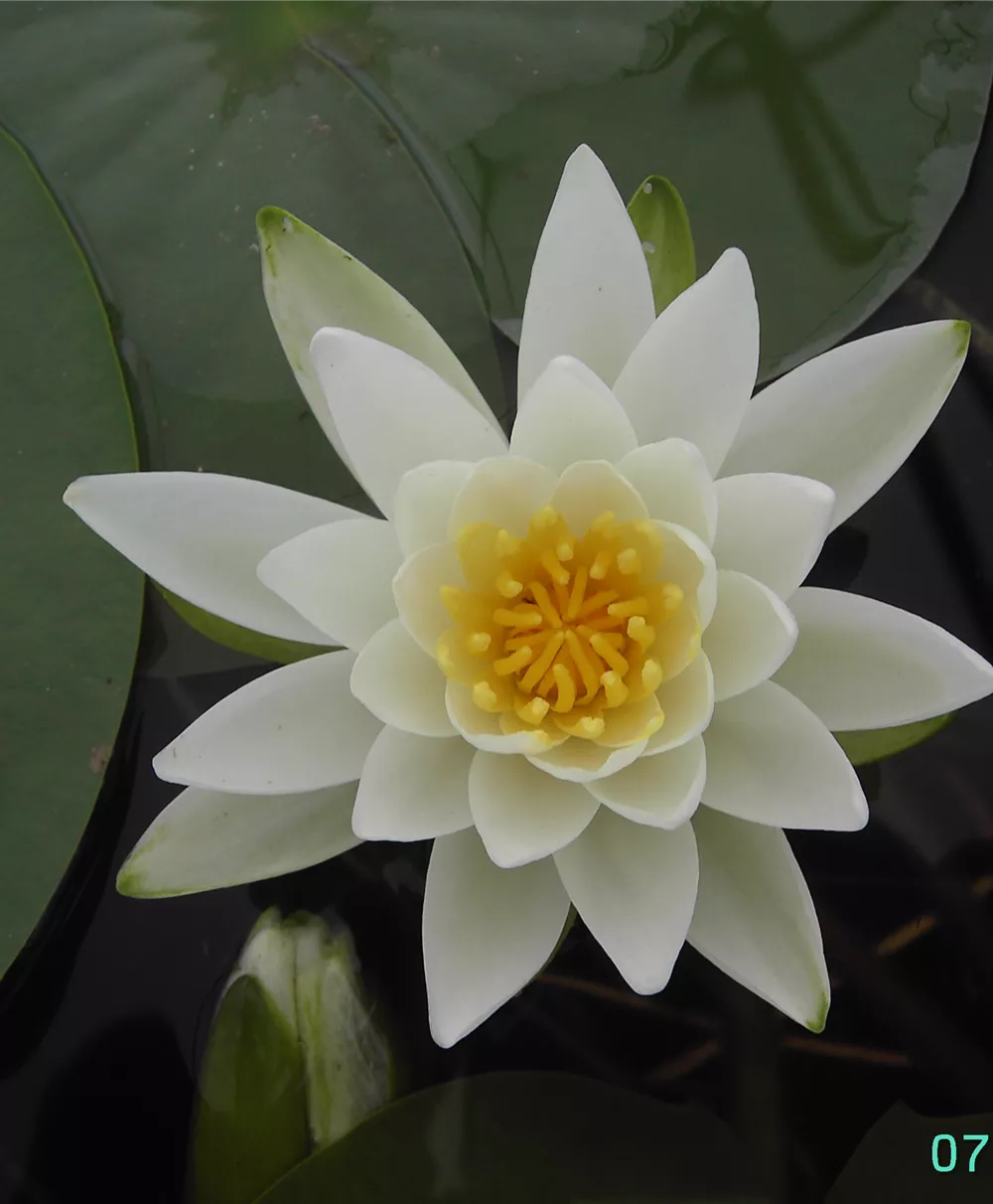 Garten-Seerose 'Gladstoniana'