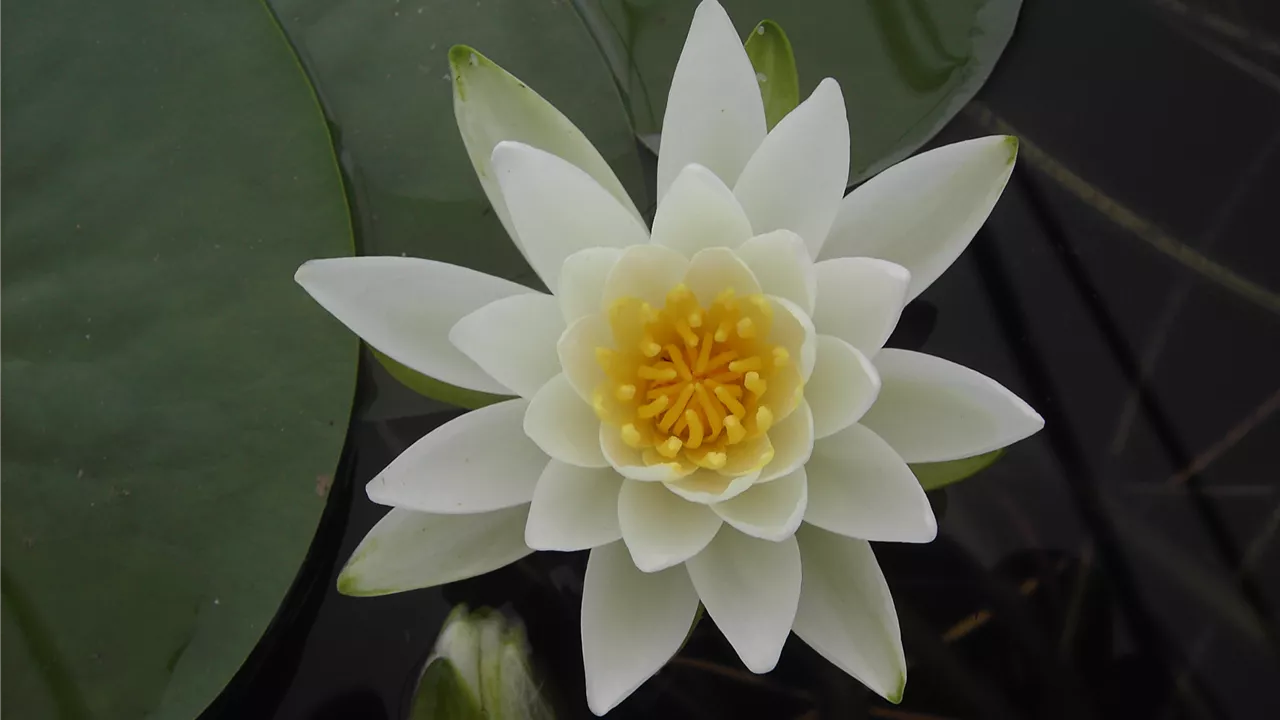 Nymphaea 'Gladstoniana'