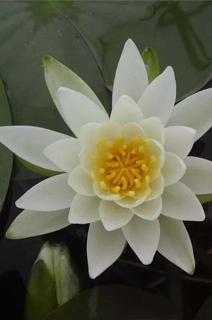 Garten-Seerose 'Gladstoniana'