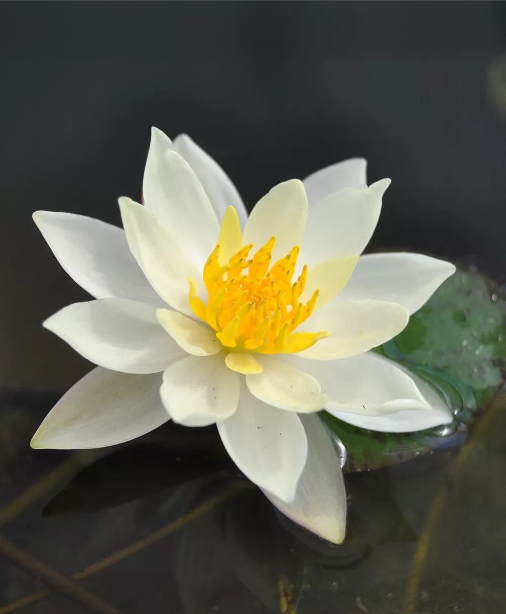 Seerose 'Hever White'