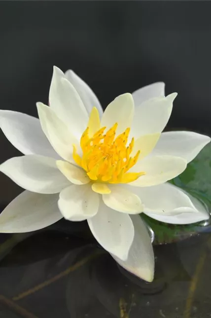 Seerose 'Hever White'