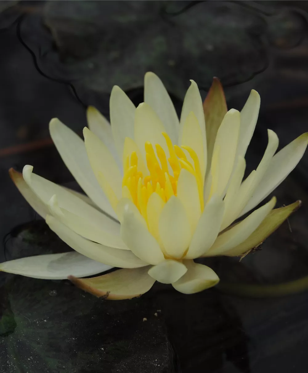 Seerose 'Joey Tomocik'