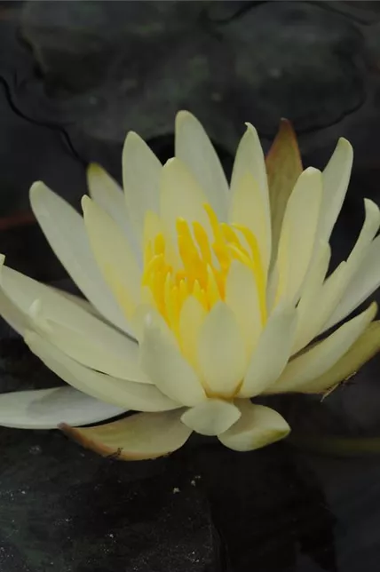 Seerose 'Joey Tomocik'
