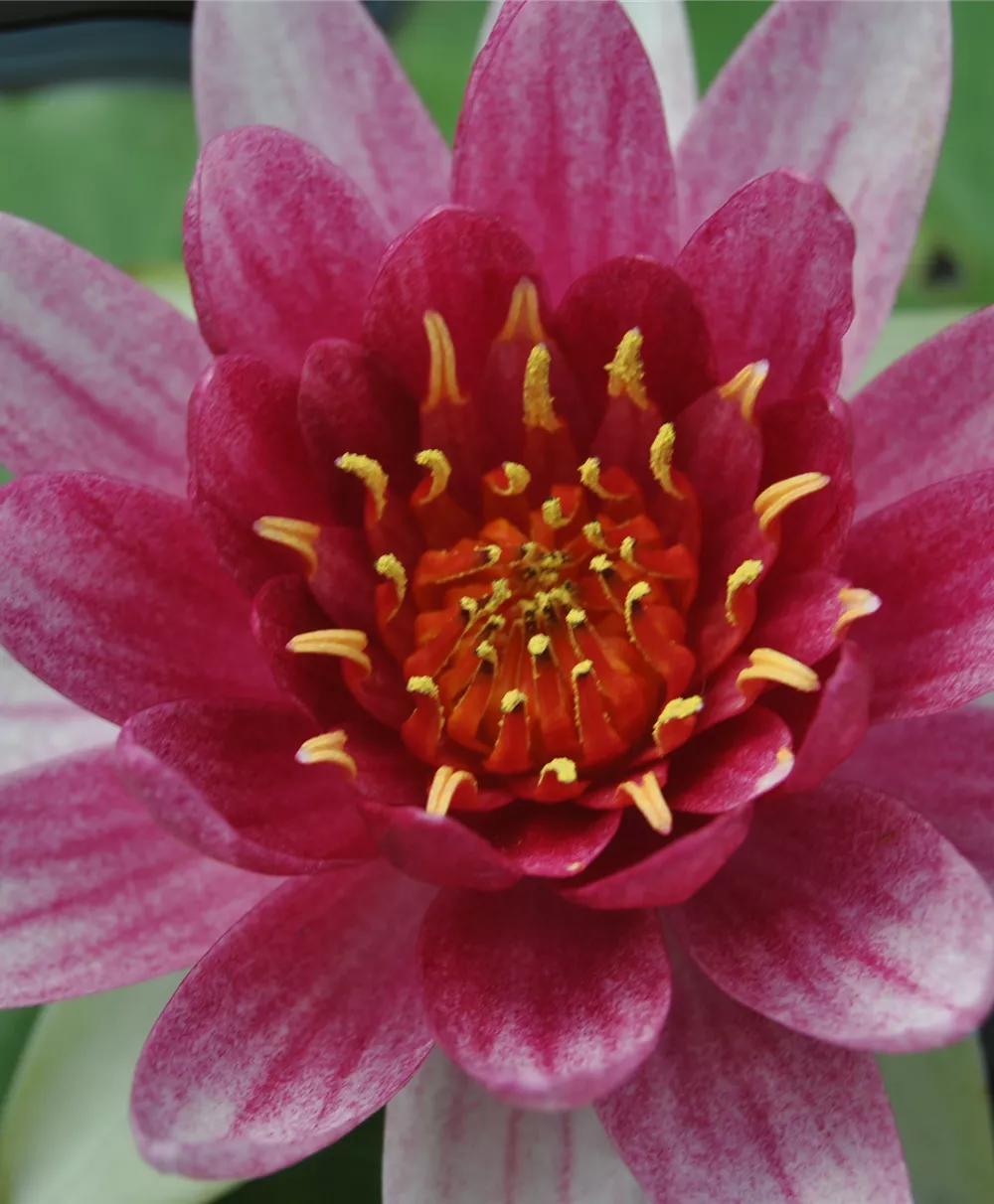 Garten-Seerose 'René Gerard'