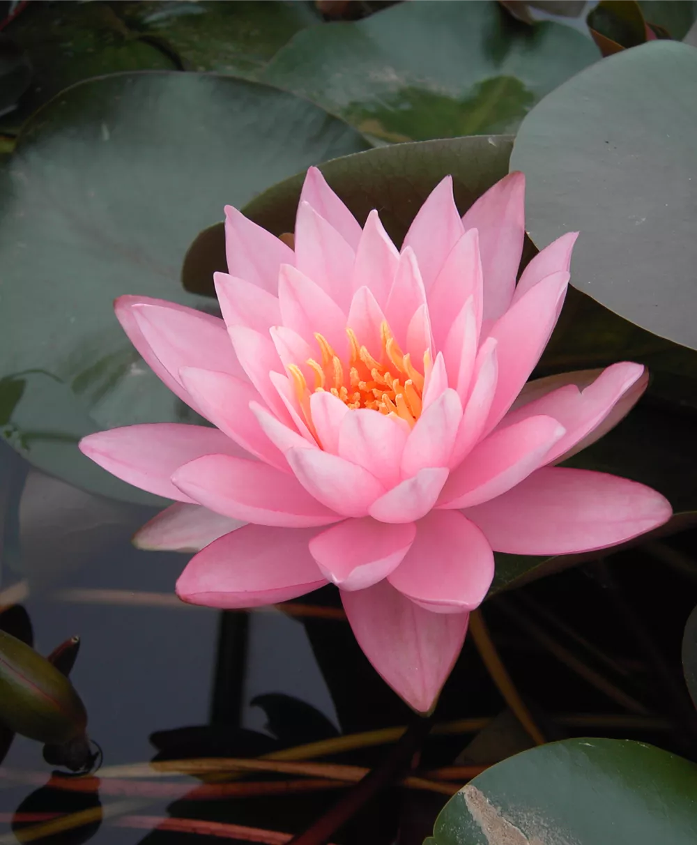 Wohlriechende Garten-Seerose 'Rosennymphe'