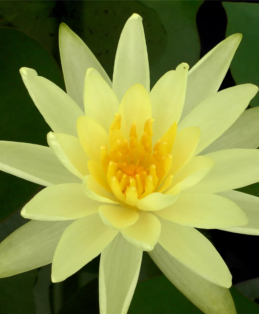 Garten-Seerose 'Sulphurea'