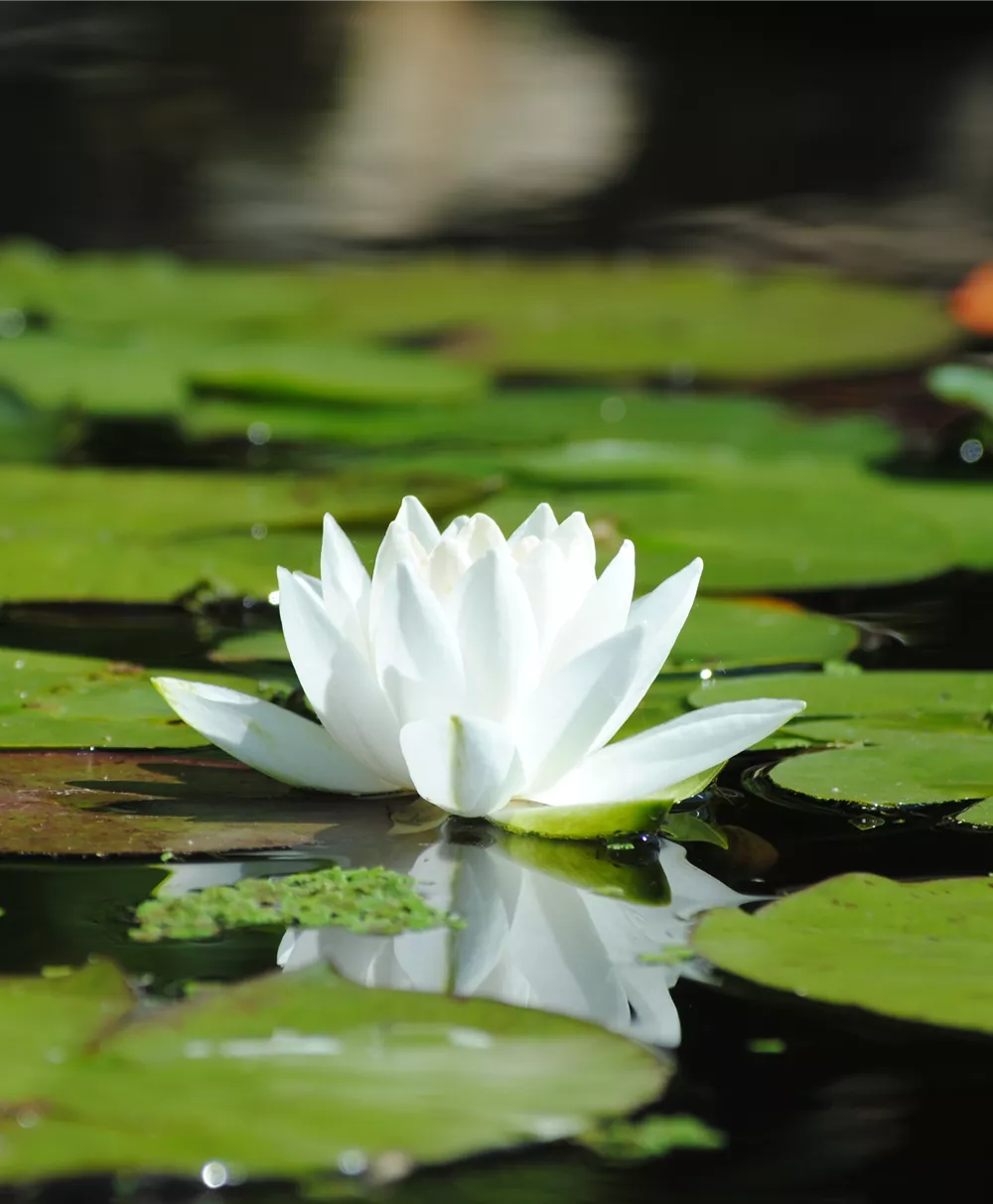 Weißblühende Seerose