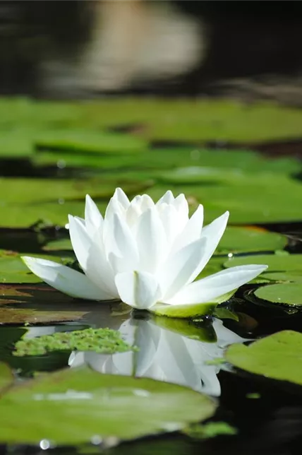 Weißblühende Seerose