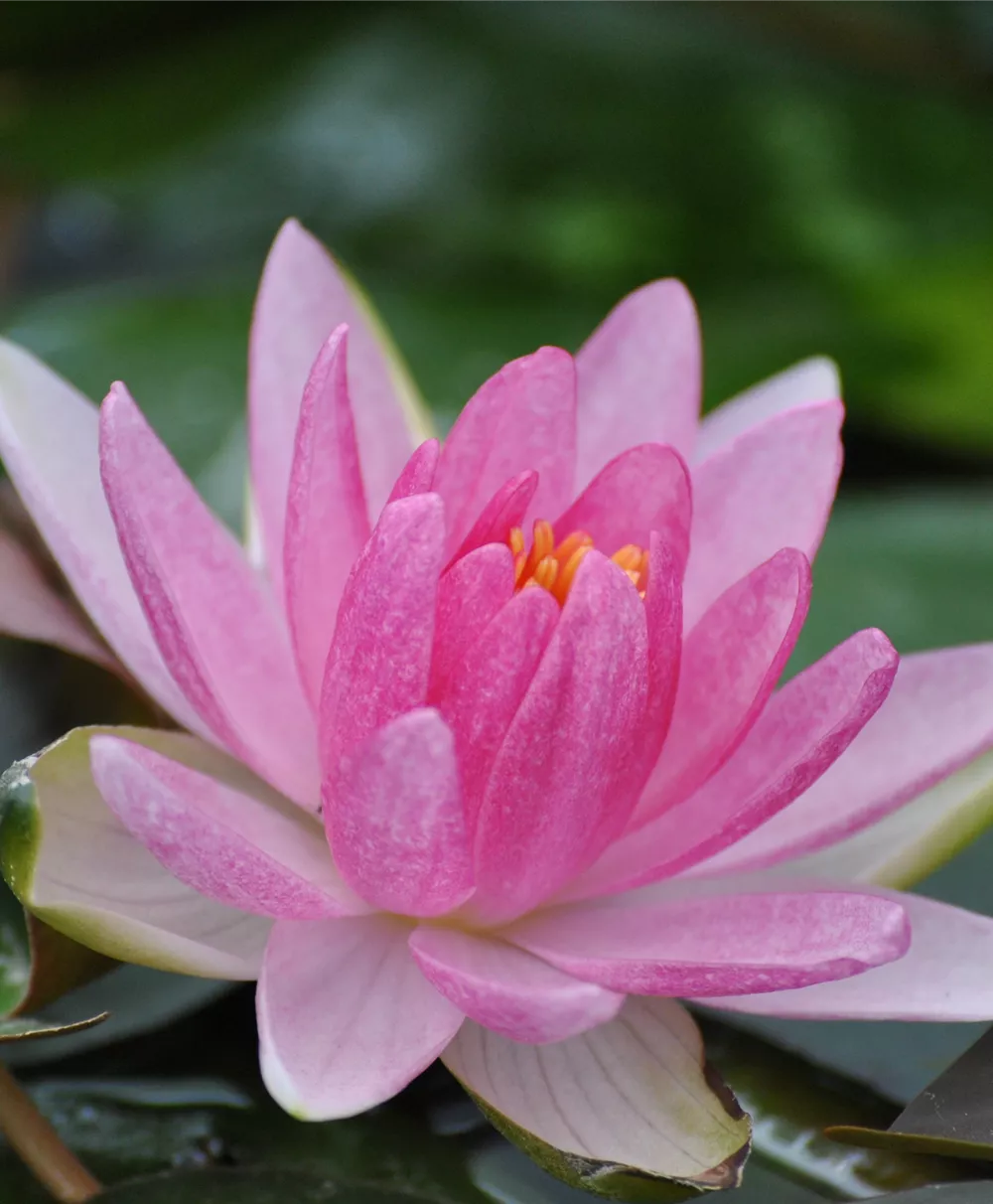 Garten-Seerose 'Laydekeri Lilacea'