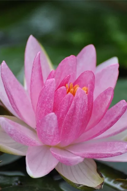 Garten-Seerose 'Laydekeri Lilacea'