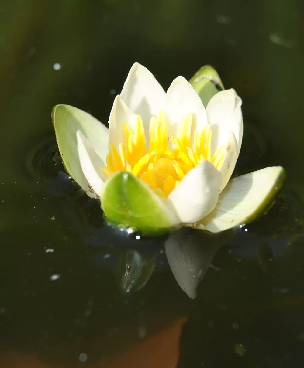 Zwerg-Seerose 'Pygmaea Alba'