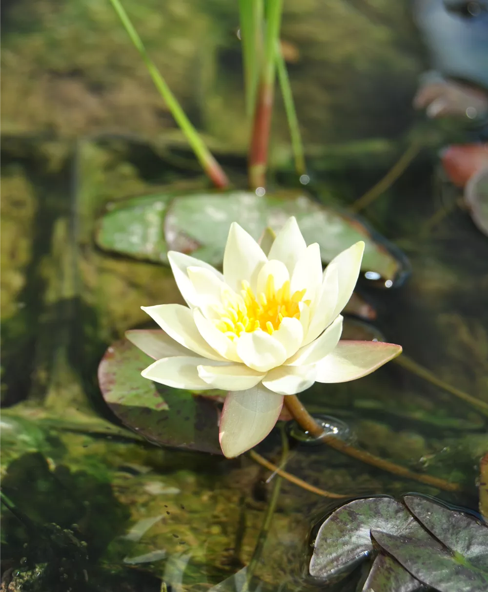 Zwerg-Seerose 'Pygmaea Helvola'
