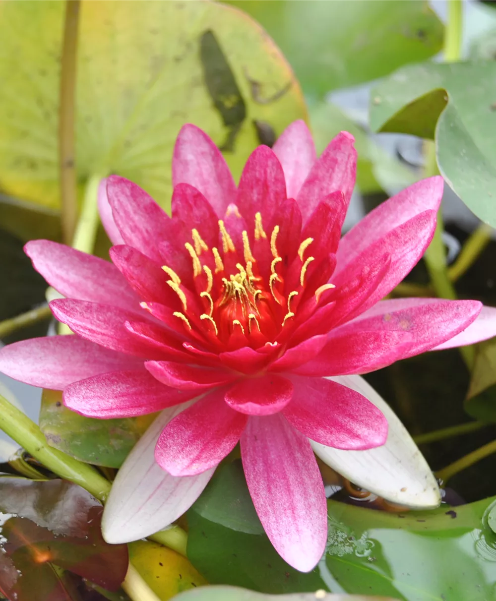 Zwerg-Seerose 'Pygmaea Rubra'
