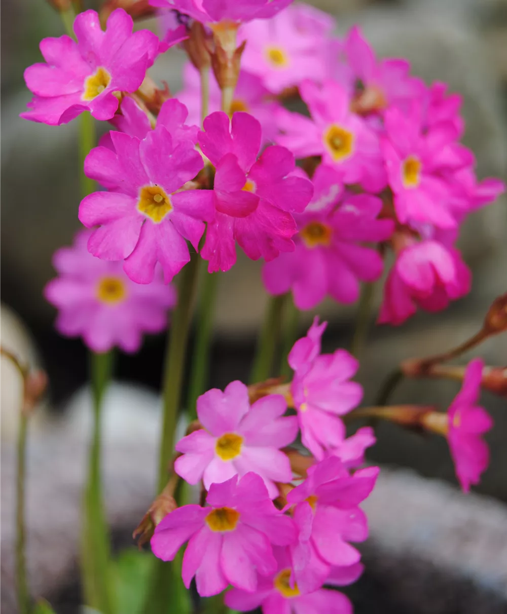 Rosen-Schlüsselblume