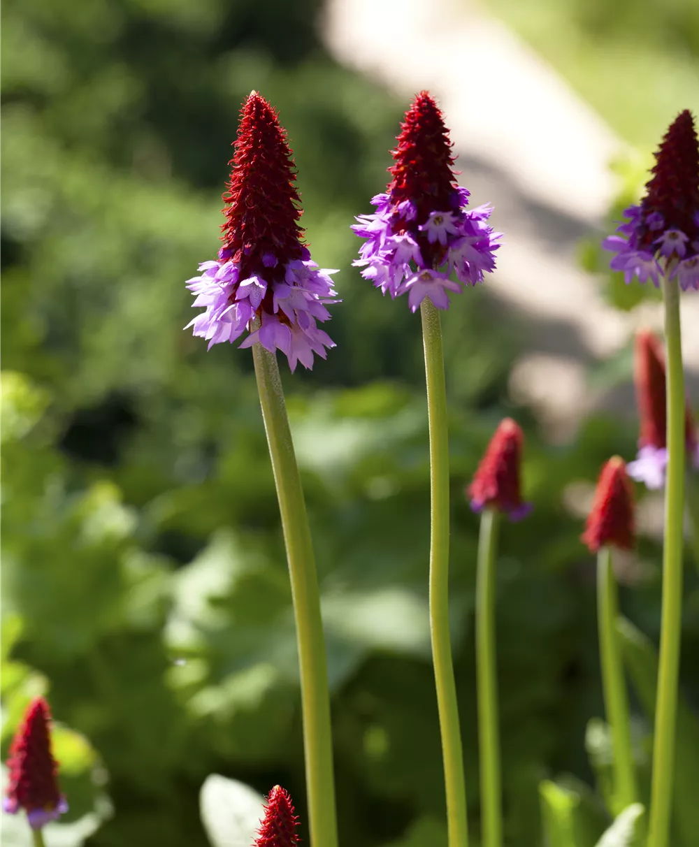 Orchideen-Schlüsselblume