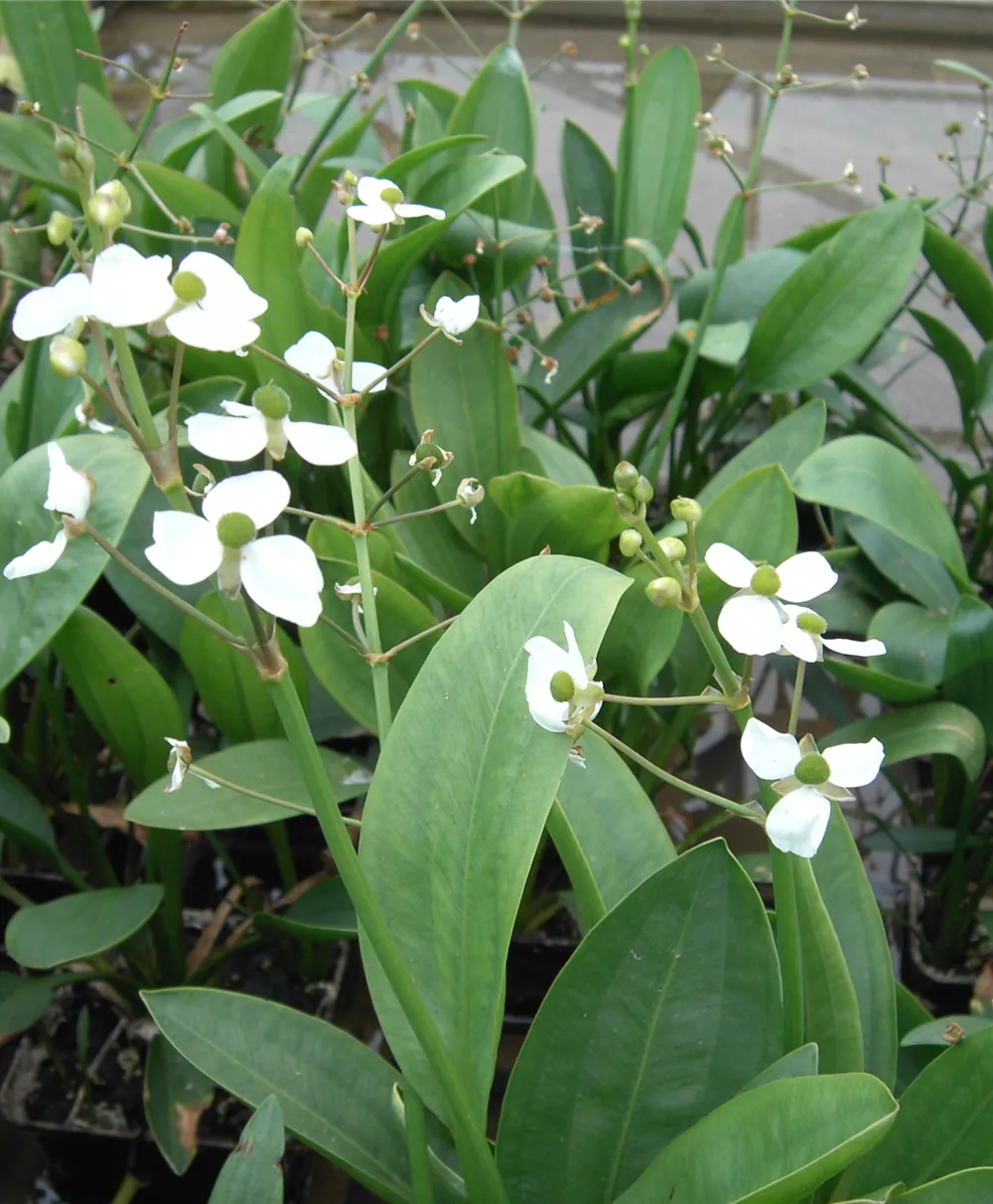 Grasblättriges Pfeilkraut