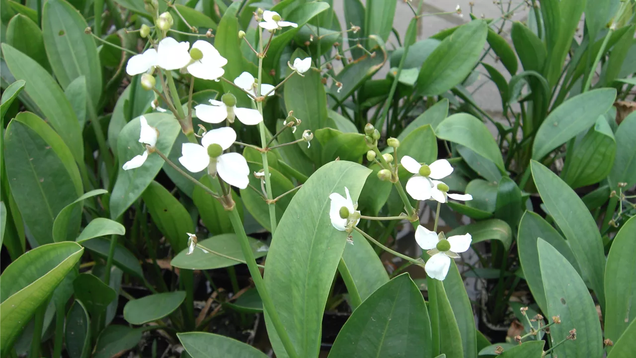 Sagittaria graminea