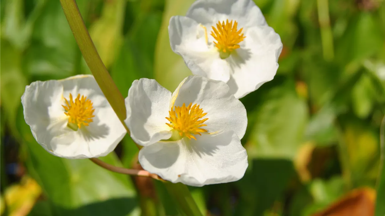 Sagittaria latifolia