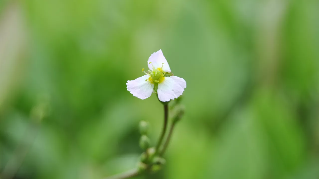 Sagittaria sagittifolia