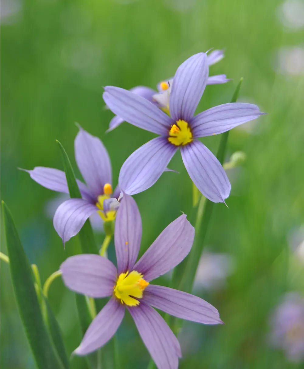 Schmalblättriges Grasschwertel