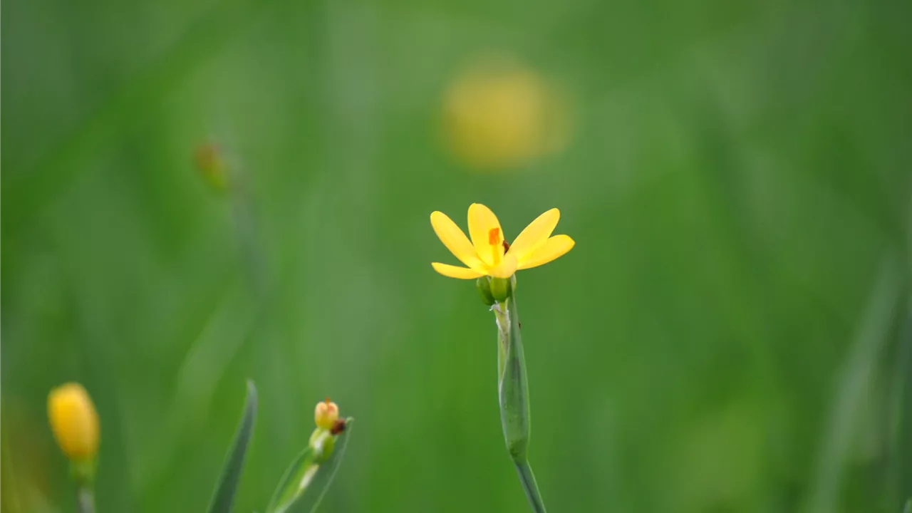 Sisyrinchium californicum