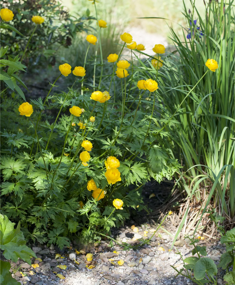 Europäische Trollblume