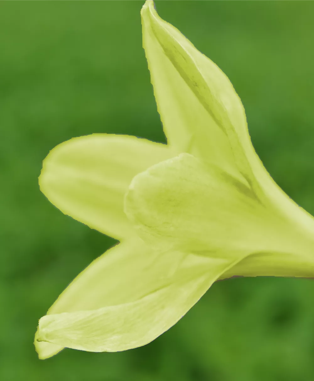 Zerphirblume
