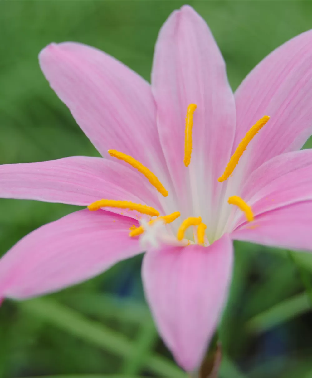 Zephirblume