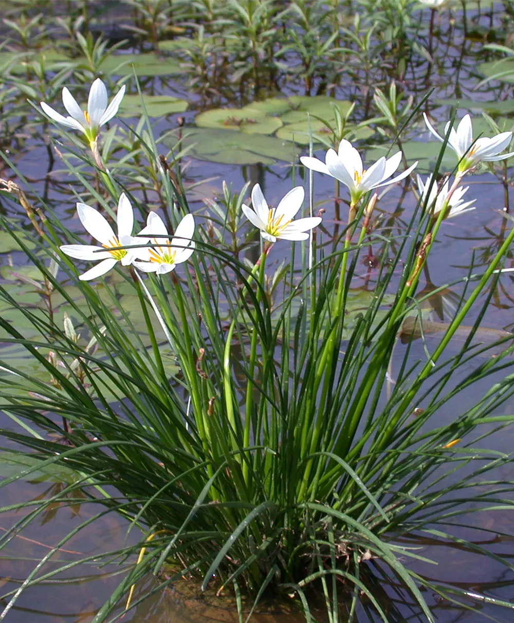 Zephirblume