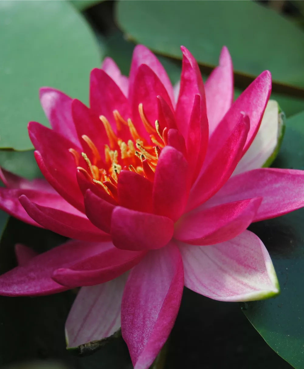 Garten-Seerose 'Froebeli'
