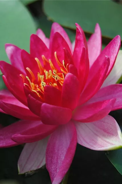 Garten-Seerose 'Froebeli'