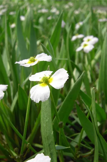 Igelschlauch