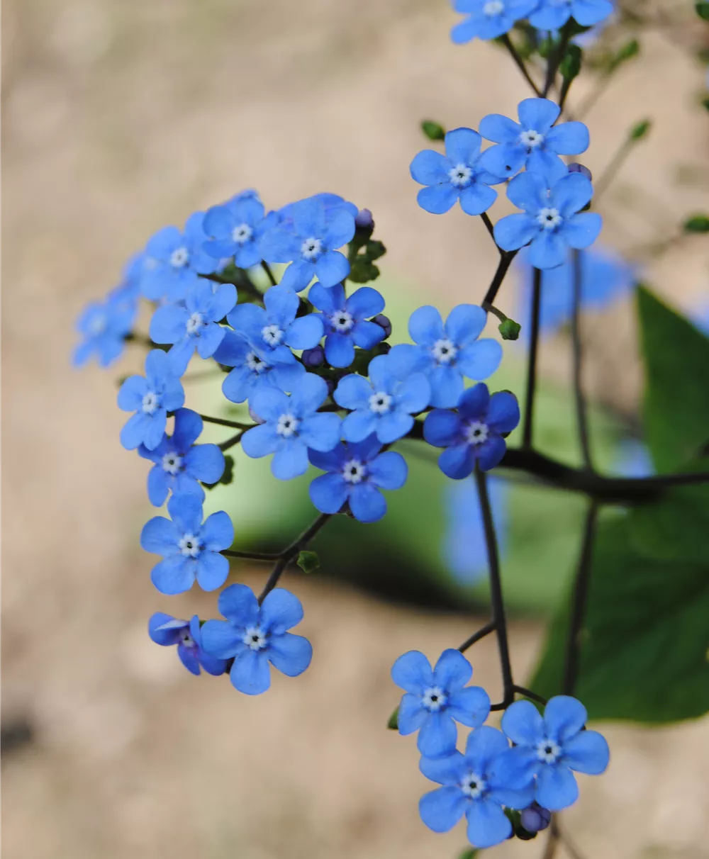 Garten-Sumpf-Vergissmeinnicht